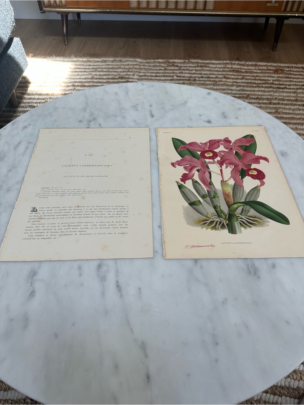 1885 Lindenia: Iconographie des orchidées Natural History Chromolithographs